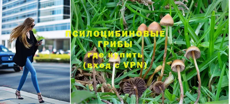 Галлюциногенные грибы Psilocybe  Саки 